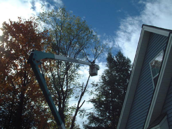 Tree Removal